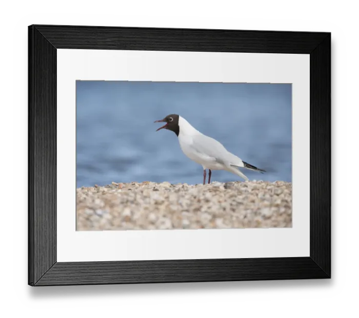 Framed Print : Black-headed Gull (Larus ridibundus) calling, The Netherlands, Noord-Holland Framed Print : Black-headed Gull (Larus ridibundus) calling, The Netherlands, Noord-Holland