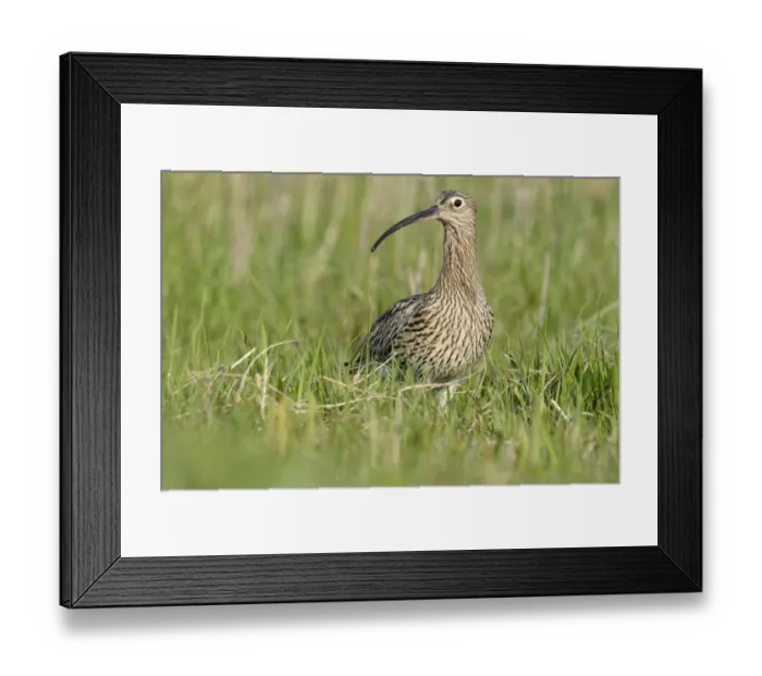Framed Print : Eurasian Curlew (Numenius arquata), Noord-Holland, The Netherlands Framed Print : Eurasian Curlew (Numenius arquata), Noord-Holland, The Netherlands