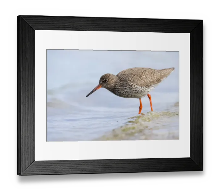 Framed Print : Redshank (Tringa totanus) standing in shallow water, The Netherlands, Noord-Holland