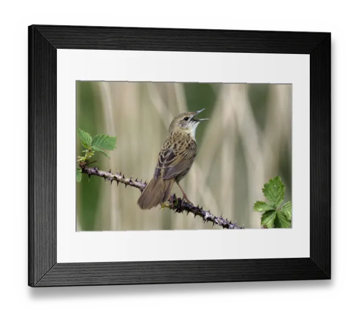 Framed Print : Grasshopper Warbler (Locustella naevia) singing, Noord-Holland, The Netherlands Framed Print : Grasshopper Warbler (Locustella naevia) singing, Noord-Holland, The Netherlands