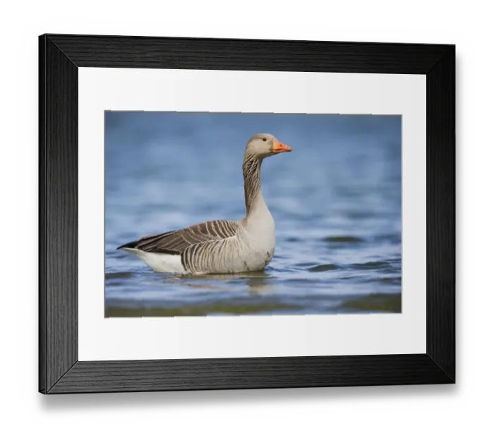 Framed Print : Greylag Goose (Anser anser) stading in the water, The Netherlands, Noord-Holland Framed Print : Greylag Goose (Anser anser) stading in the water, The Netherlands, Noord-Holland
