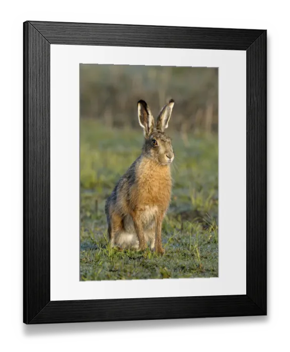 Framed Print : European Hare (Lepus europaeus), Noord-Holland, The Netherlands Framed Print : European Hare (Lepus europaeus), Noord-Holland, The Netherlands