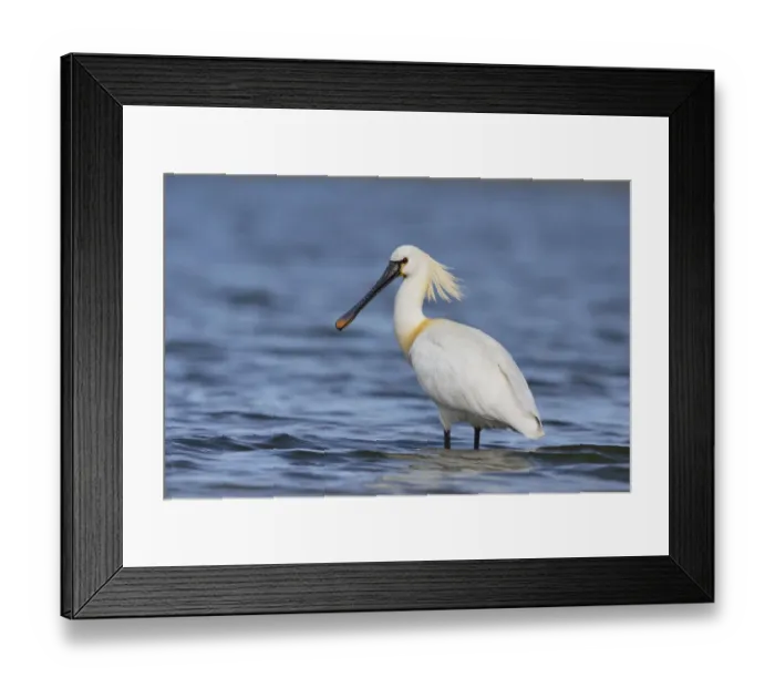 Framed Print : Eurasian Spoonbill (Platalea leucorodia) standing in shallow water, The Netherlands Framed Print : Eurasian Spoonbill (Platalea leucorodia) standing in shallow water, The Netherlands