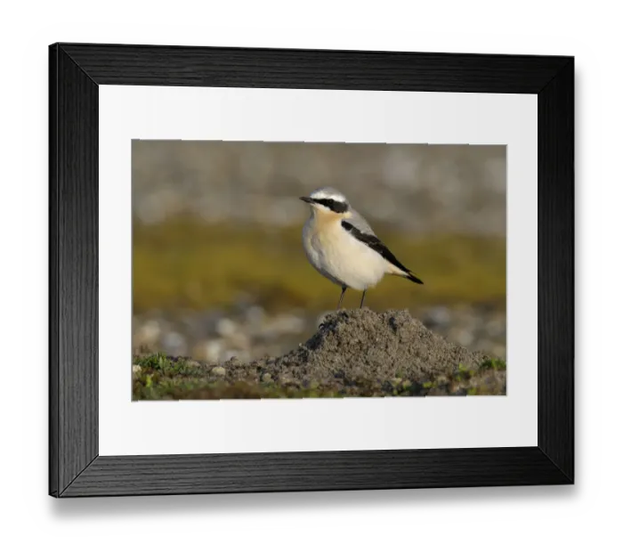 Framed Print : Northern Wheatear (Oenanthe oenanthe) on mole hill, Noord-Holland, The Netherlands Framed Print : Northern Wheatear (Oenanthe oenanthe) on mole hill, Noord-Holland, The Netherlands
