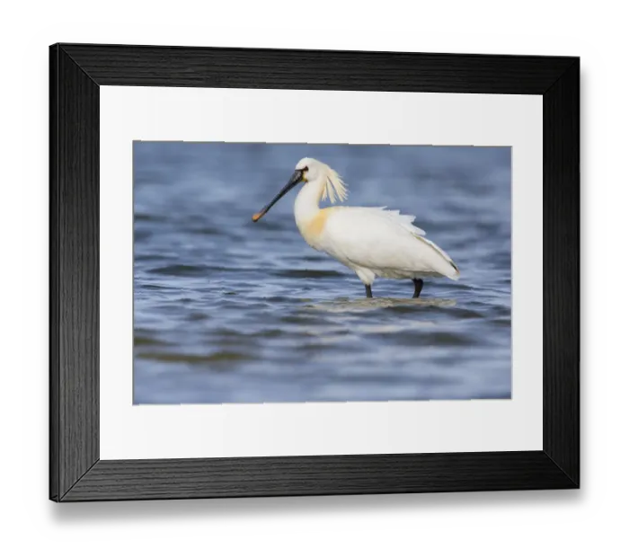 Framed Print : Eurasian Spoonbill (Platalea leucorodia) standing in shallow water, The Netherlands Framed Print : Eurasian Spoonbill (Platalea leucorodia) standing in shallow water, The Netherlands