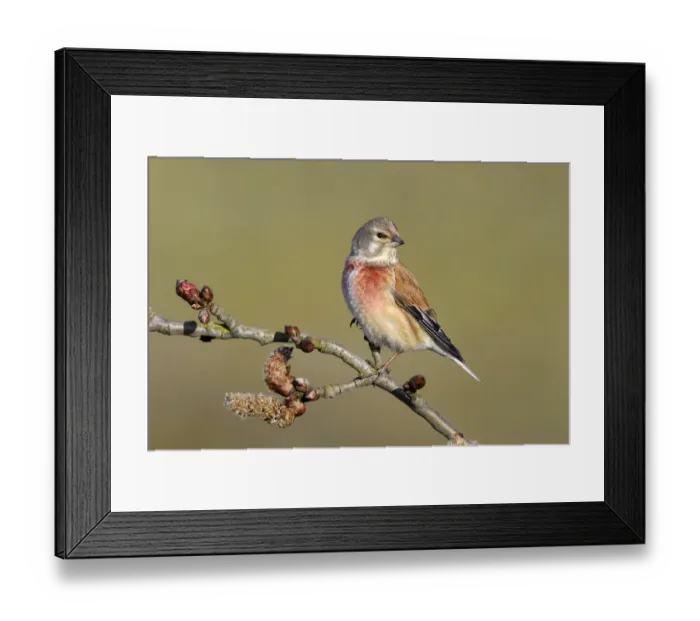 Framed Print : Linnet (Carduelis cannabina) perched on Cottonwood (Populus sp) branch, Noord-Holland Framed Print : Linnet (Carduelis cannabina) perched on Cottonwood (Populus sp) branch, Noord-Holland
