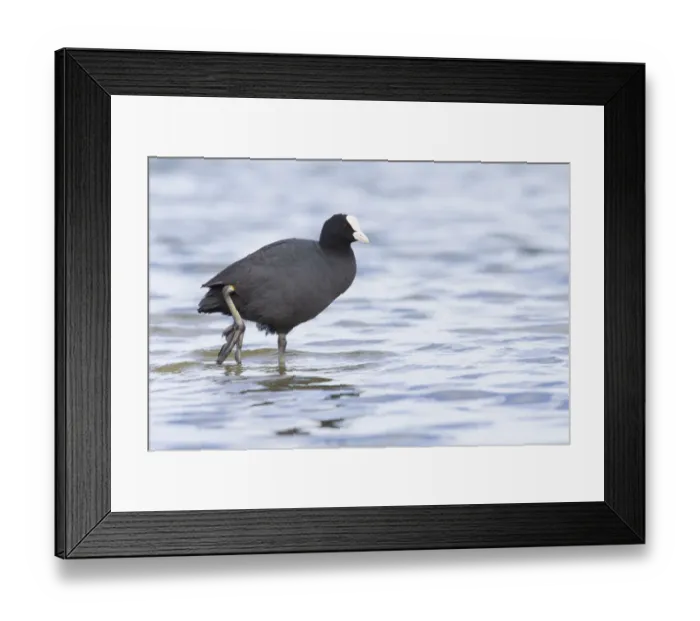 Framed Print : Common Coot (Fulica atra) swimming in water, The Netherlands, Noord-Holland Framed Print : Common Coot (Fulica atra) swimming in water, The Netherlands, Noord-Holland