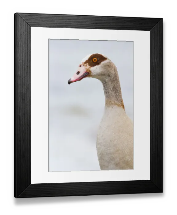 Framed Print : Egyptian Goose (Alopochen aegyptiacus) portrait, The Netherlands, Noord-Holland Framed Print : Egyptian Goose (Alopochen aegyptiacus) portrait, The Netherlands, Noord-Holland