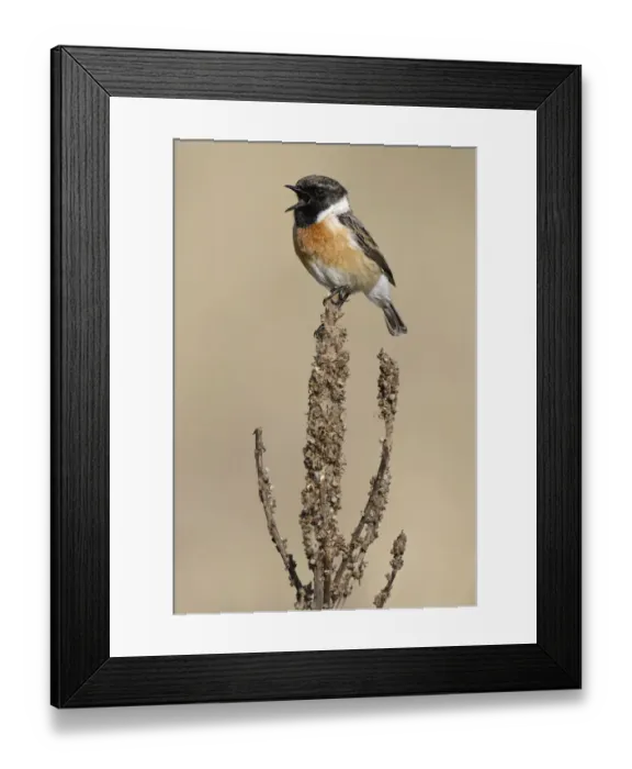 Framed Print : Common Stonechat (Saxicola torquata) singing, Noord-Holland, The Netherlands