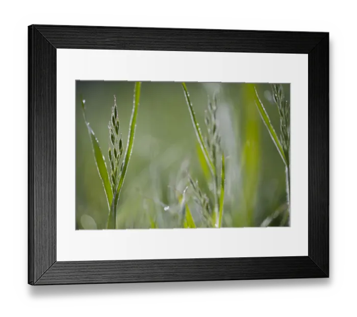 Framed Print : Soft Brome (Bromus hordeaceus) in backlight, The Netherlands, Noord-Holland Framed Print : Soft Brome (Bromus hordeaceus) in backlight, The Netherlands, Noord-Holland