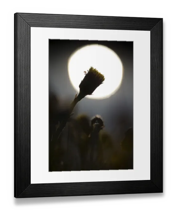 Framed Print : flowering Coltsfoot (Tussilago farfara) in reflected sun, The Netherlands, Noord-Holland Framed Print : flowering Coltsfoot (Tussilago farfara) in reflected sun, The Netherlands, Noord-Holland