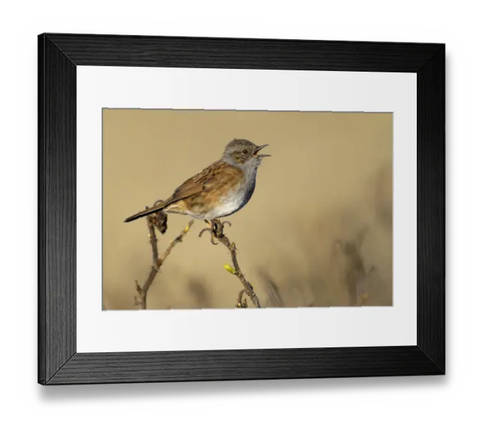 Framed Print : Dunnock (Prunella modularis) singing, Noord-Holland, The Netherlands Framed Print : Dunnock (Prunella modularis) singing, Noord-Holland, The Netherlands