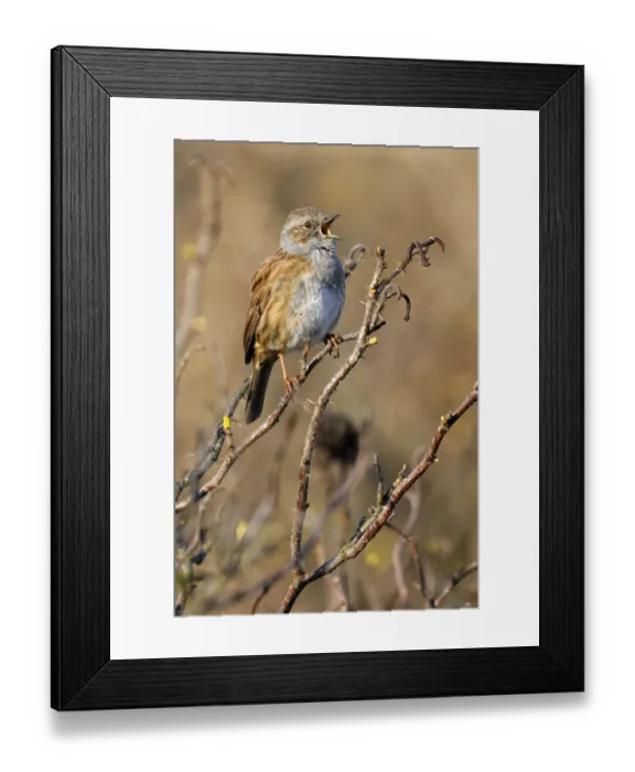 Framed Print : Dunnock (Prunella modularis) singing, Noord-Holland, The Netherlands