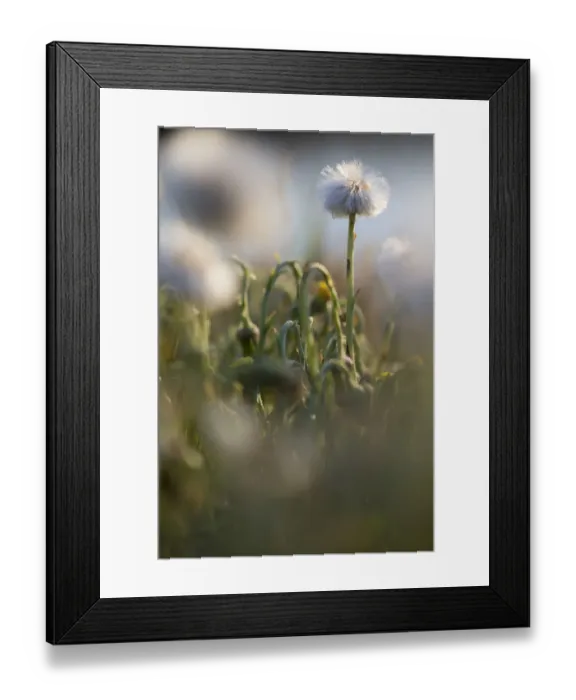 Framed Print : withered Coltsfoot (Tussilago farfara), The Netherlands, Noord-Holland Framed Print : withered Coltsfoot (Tussilago farfara), The Netherlands, Noord-Holland