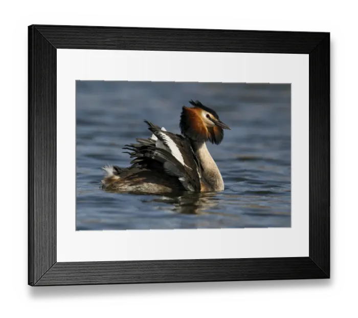 Framed Print : Great Crested Grebe (Podiceps cristatus) male displaying on the water, Noord-Holland Framed Print : Great Crested Grebe (Podiceps cristatus) male displaying on the water, Noord-Holland