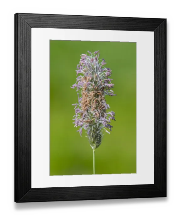 Framed Print : flowering Meadow Foxtail (Alopecurus pratensis) in a meadow, The Netherlands Framed Print : flowering Meadow Foxtail (Alopecurus pratensis) in a meadow, The Netherlands