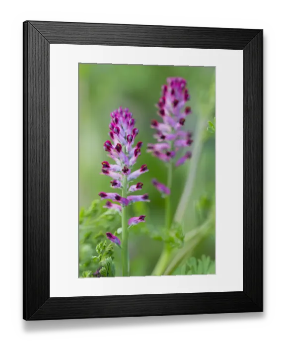 Framed Print : Common Fumitory (Fumaria officinalis) flowering, The Netherlands, Noord-Holland Framed Print : Common Fumitory (Fumaria officinalis) flowering, The Netherlands, Noord-Holland