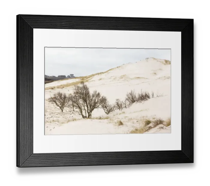Framed Print : Trees at drift sand, Schoorlse Duinen, Noord-Holland, The Netherlands Framed Print : Trees at drift sand, Schoorlse Duinen, Noord-Holland, The Netherlands