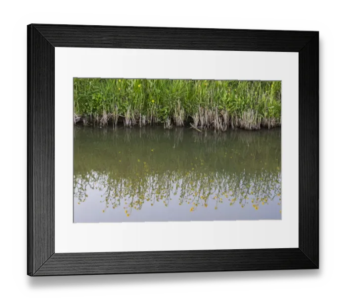 Framed Print : flowering Rapeseed (Brassica napus) in the reflection of the ditch, The Netherlands Framed Print : flowering Rapeseed (Brassica napus) in the reflection of the ditch, The Netherlands