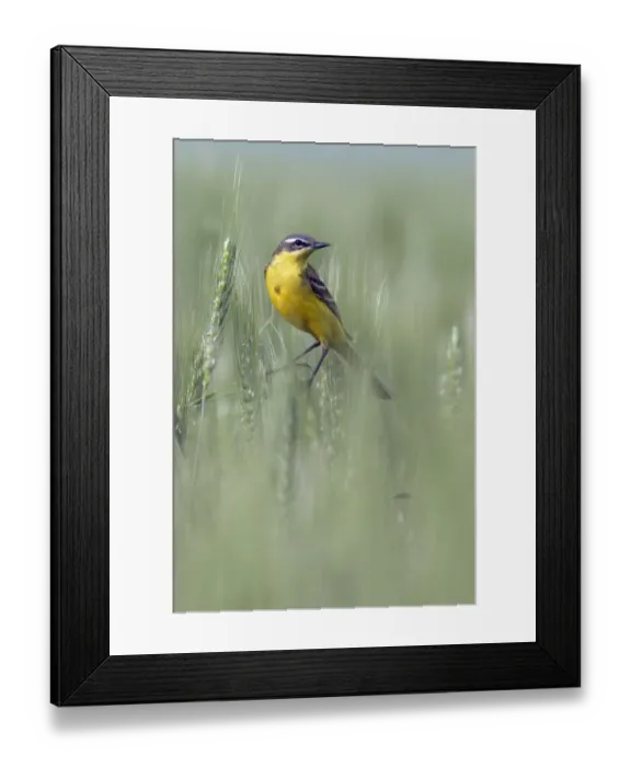 Framed Print : Blue-headed Wagtail (Motacilla flava), Callantsoog, Noord-Holland, The Netherlands Framed Print : Blue-headed Wagtail (Motacilla flava), Callantsoog, Noord-Holland, The Netherlands