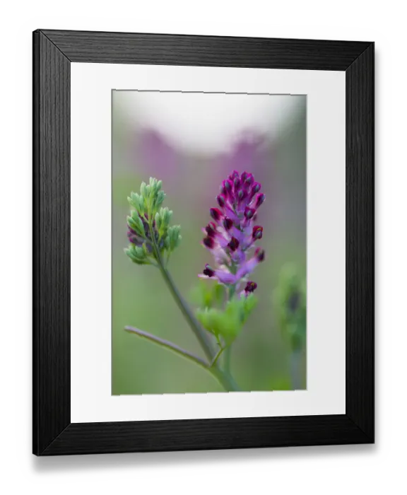 Framed Print : Common Fumitory (Fumaria officinalis) flowering, The Netherlands, Noord-Holland Framed Print : Common Fumitory (Fumaria officinalis) flowering, The Netherlands, Noord-Holland