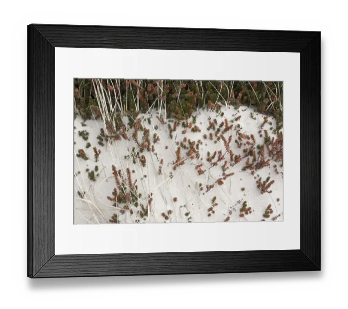 Framed Print : Black Crowberry (Empetrum nigrum) covered by drift sand, Schoorlse Duinen, Noord-Holland Framed Print : Black Crowberry (Empetrum nigrum) covered by drift sand, Schoorlse Duinen, Noord-Holland