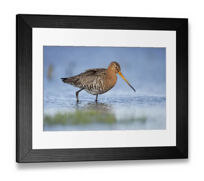 Framed Print : Black-tailed Godwit (Limosa limosa) male foraging, The Netherlands, Noord-Holland, Marken Framed Print : Black-tailed Godwit (Limosa limosa) male foraging, The Netherlands, Noord-Holland, Marken