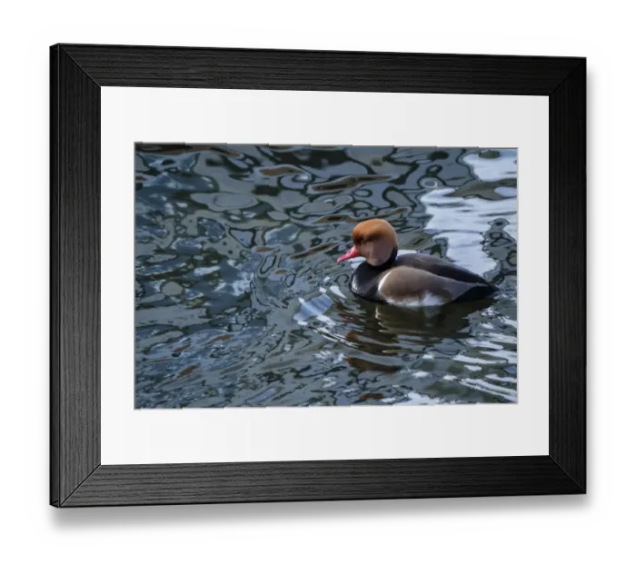 Framed Print : Red-crested Pochard (Netta rufina) male swimming in an Amsterdam canal, Zeeburg
