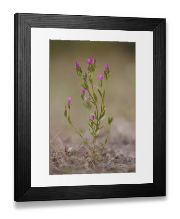 Framed Print : Seaside Centaury (Centaurium littorale) is flowering in coastal landscape, Terschelling