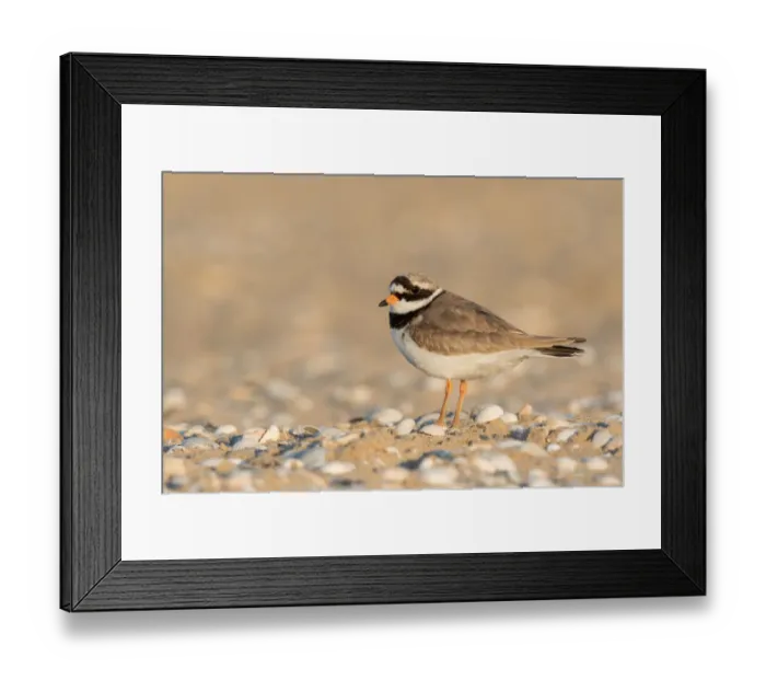 Framed Print : Common Ringed Plover (Charadrius hiaticula) standing on beach with shells, Texel Framed Print : Common Ringed Plover (Charadrius hiaticula) standing on beach with shells, Texel