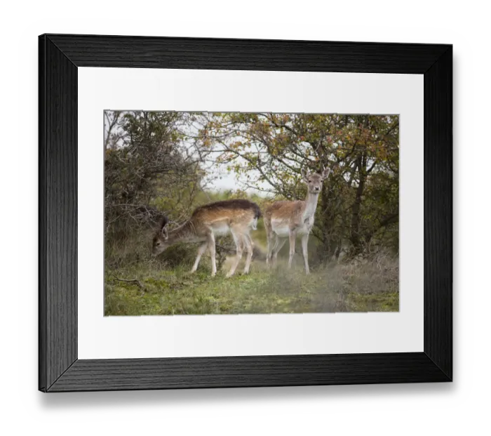 Framed Print : Two young fallow deer (Dama dama) fouraging in dune landscape, The Netherlands Framed Print : Two young fallow deer (Dama dama) fouraging in dune landscape, The Netherlands