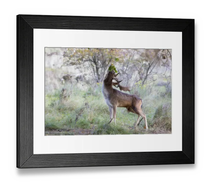 Framed Print : Fallow deer male (Dama dama) foraging on Oak (Quercus sp), The Netherlands, Noord-Holland Framed Print : Fallow deer male (Dama dama) foraging on Oak (Quercus sp), The Netherlands, Noord-Holland
