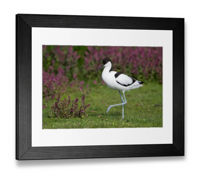 Framed Print : Pied Avocet (Recurvirostra avosetta) standing amidst flowers, The Netherlands Framed Print : Pied Avocet (Recurvirostra avosetta) standing amidst flowers, The Netherlands