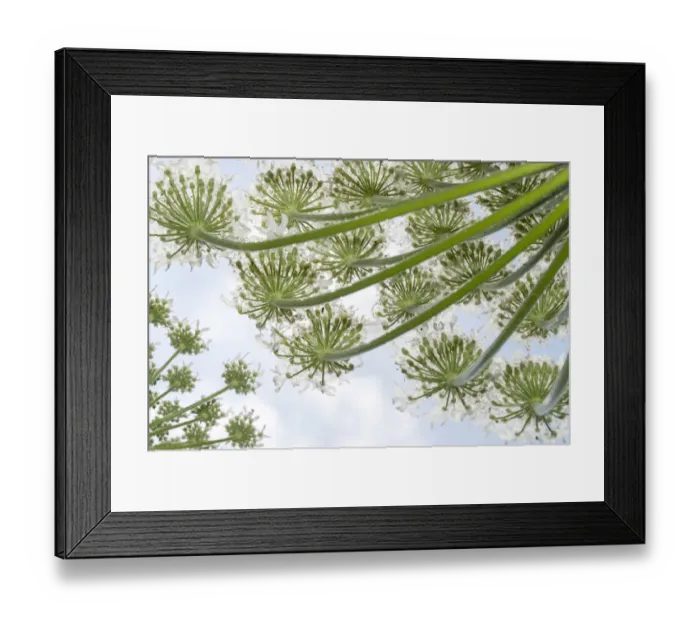 Framed Print : Giant Hogweed (Heracleum mantegazzianum) flowers seen below, Noord-Holland Framed Print : Giant Hogweed (Heracleum mantegazzianum) flowers seen below, Noord-Holland