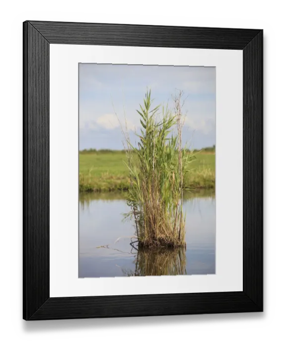 Framed Print : Common Reed (Phragmites australis) in the water, Waterland, Noord-Holland Framed Print : Common Reed (Phragmites australis) in the water, Waterland, Noord-Holland