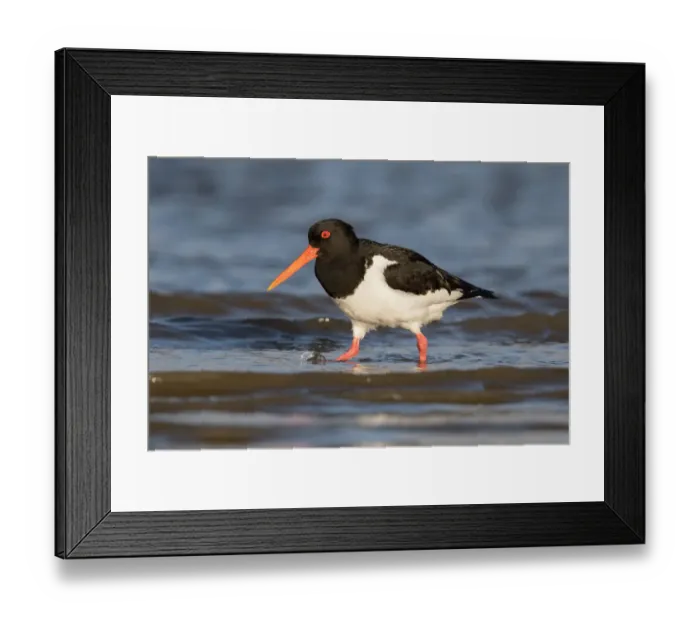 Framed Print : Eurasian Oystercatcher (Haematopus ostralegus) foraging along the shoreline, Texel