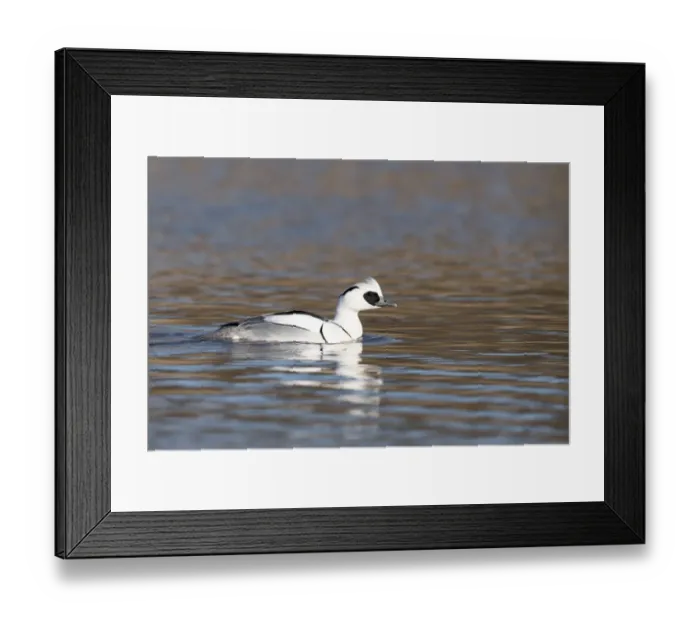 Framed Print : Smew (Mergellus albellus) swimming, Robbenoordbos, Noord-holland, The Netherlands Framed Print : Smew (Mergellus albellus) swimming, Robbenoordbos, Noord-holland, The Netherlands