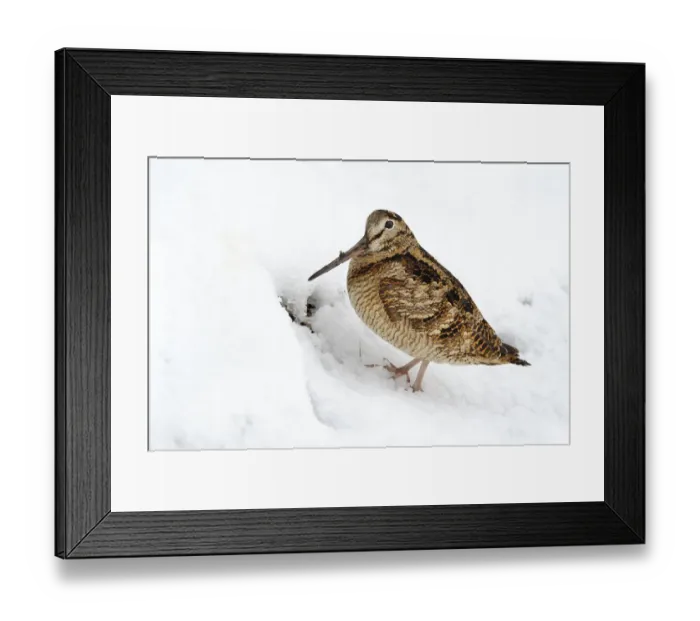 Framed Print : Eurasian Woodcock (Scolopax rusticola) in snow, Den Oever, Noord-Holland, The Netherlands