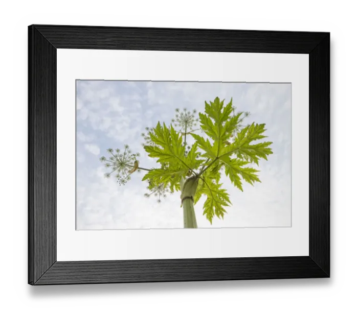 Framed Print : Giant Howeed (Heracleum mantegazzianum) seen from wormaes-eye view, Noord-Holland Framed Print : Giant Howeed (Heracleum mantegazzianum) seen from wormaes-eye view, Noord-Holland