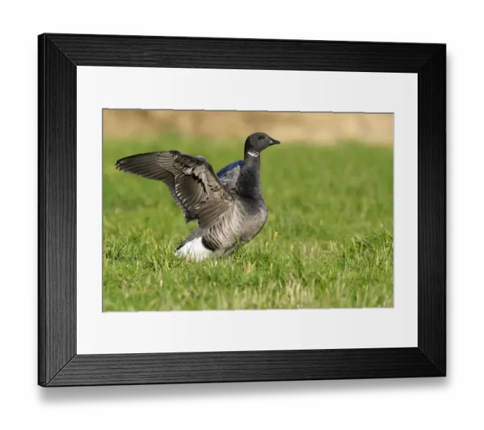 Framed Print : Brant (Branta bernicla) stretching its wings, Den Helder, Noord-Holland, The Netherlands