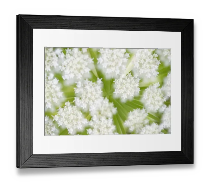 Framed Print : Giant Hogweed (Heracleum mantegazzianum) flowers in the bud in close up, Noord-Holland Framed Print : Giant Hogweed (Heracleum mantegazzianum) flowers in the bud in close up, Noord-Holland