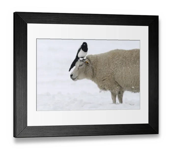 Framed Print : Black-billed Magpie (Pica pica) on sheep in snow, Den Helder, Noord-Holland