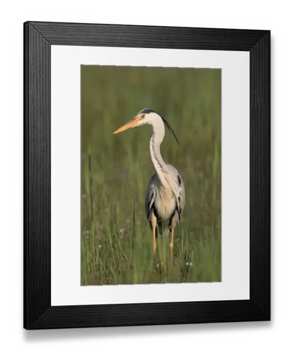Framed Print : Grey Heron (Ardea cinerea) standing amidst vegetation, Waal en Burg, Texel, Noord-Holland Framed Print : Grey Heron (Ardea cinerea) standing amidst vegetation, Waal en Burg, Texel, Noord-Holland