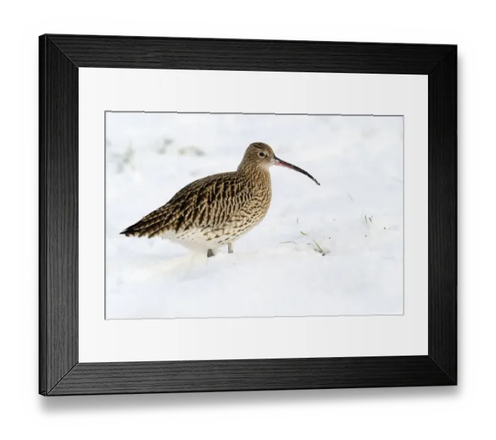 Framed Print : Eurasian Curlew (Numenius arquata) in snow, Den Oever, Noord-Holland, The Netherlands Framed Print : Eurasian Curlew (Numenius arquata) in snow, Den Oever, Noord-Holland, The Netherlands
