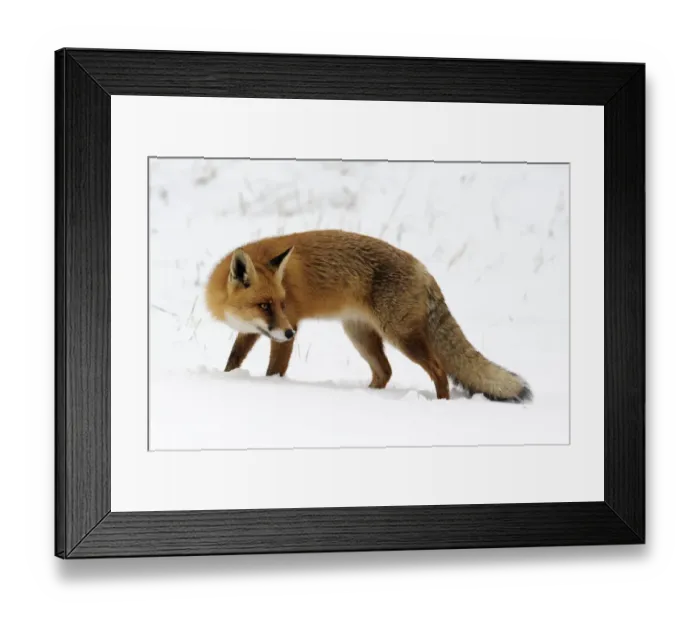 Framed Print : Red Fox (Vulpes vulpes) in snow, Noord-Holland, The Netherlands Framed Print : Red Fox (Vulpes vulpes) in snow, Noord-Holland, The Netherlands