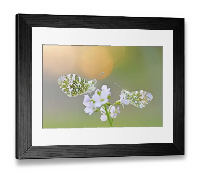 Framed Print : male and female Orange Tip (Anthocharis cardamines) on Cuckooaes Flower, Naardermeer Framed Print : male and female Orange Tip (Anthocharis cardamines) on Cuckooaes Flower, Naardermeer