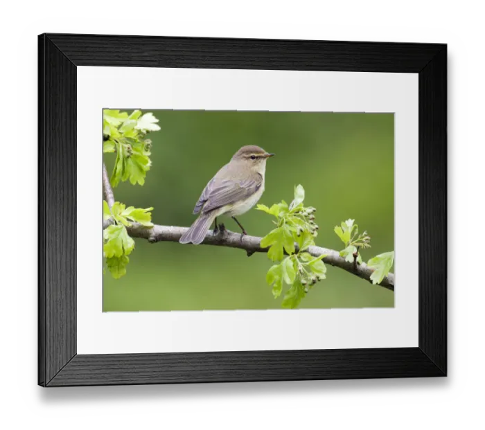 Framed Print : Common Chiffchaff (Phylloscopus collybita), Schagen, Noord-Holland, The Netherlands Framed Print : Common Chiffchaff (Phylloscopus collybita), Schagen, Noord-Holland, The Netherlands
