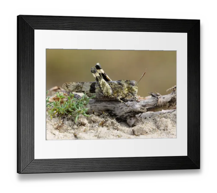 Framed Print : Blue-winged Grasshopper (Oedipoda caerulescens), Noord-Holland, The Netherlands Framed Print : Blue-winged Grasshopper (Oedipoda caerulescens), Noord-Holland, The Netherlands