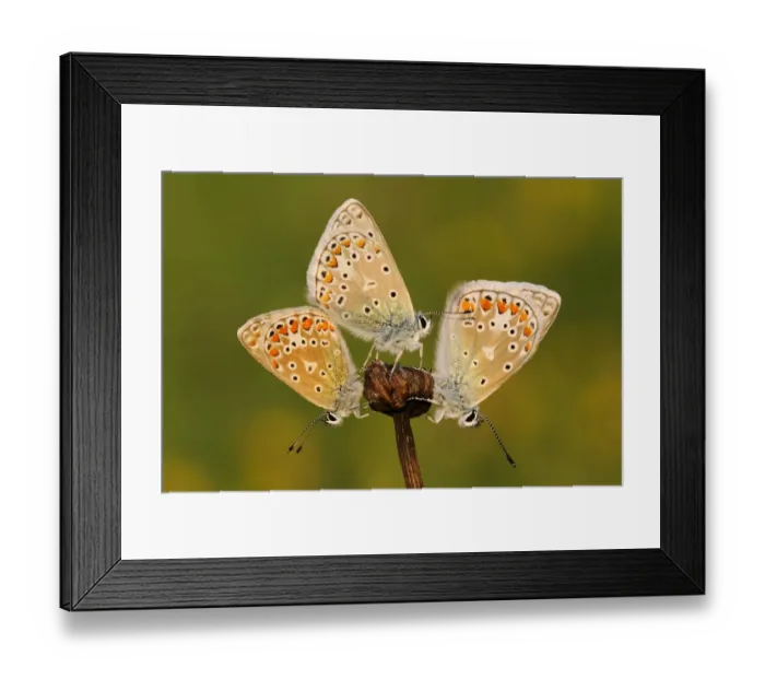 Framed Print : Common Blue (Polyommatus icarus) butterflies sunning, Noord-Holland, The Netherlands Framed Print : Common Blue (Polyommatus icarus) butterflies sunning, Noord-Holland, The Netherlands