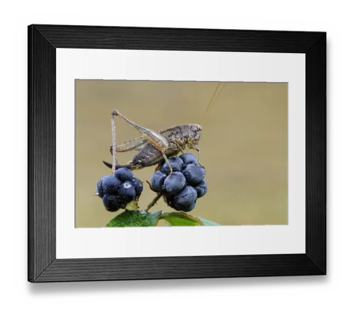 Framed Print : Grey Bush Cricket (Platycleis albopunctata) on berries, Noord-Holland, The Netherlands Framed Print : Grey Bush Cricket (Platycleis albopunctata) on berries, Noord-Holland, The Netherlands